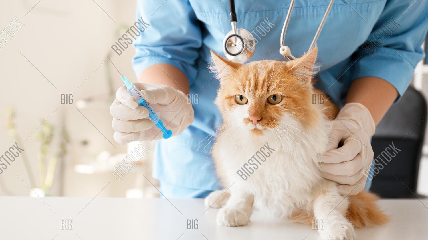 Katze wird beim Tierarzt geimpft
